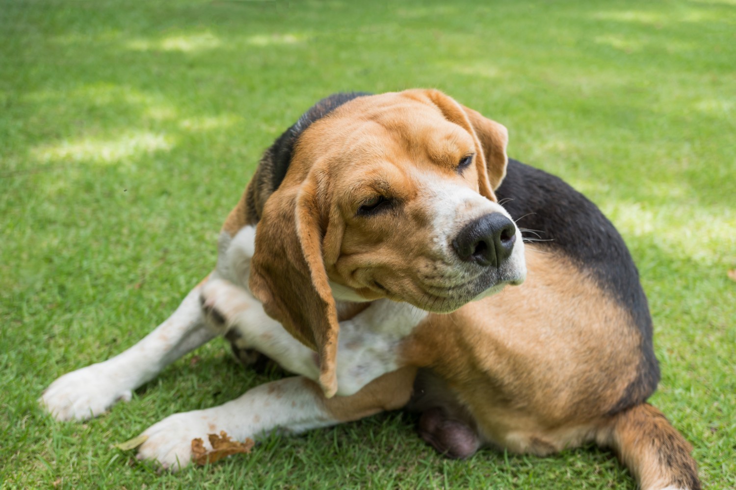 Dog scratching