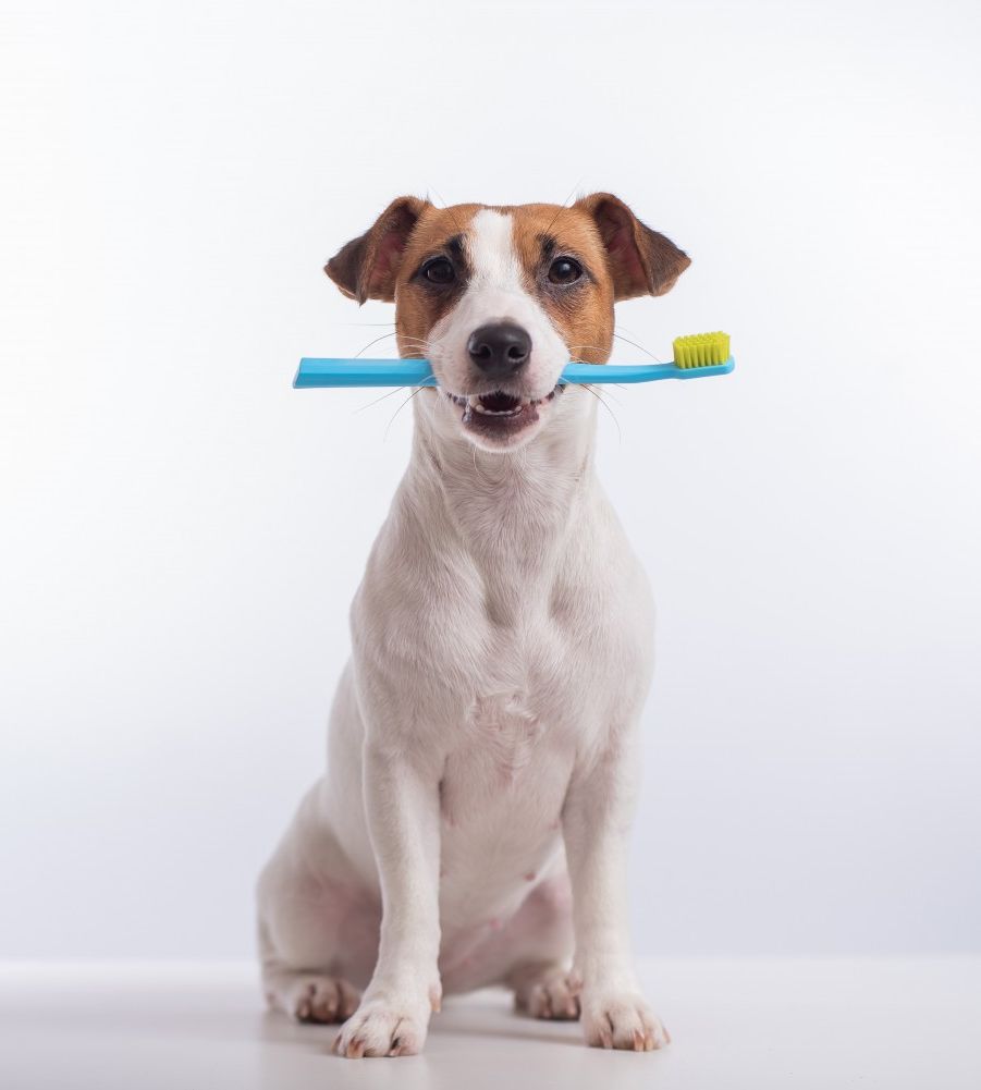 Dog with toothbrush